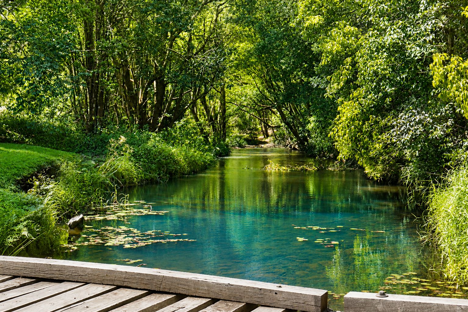 Creek and forest — a wellness retreat setting