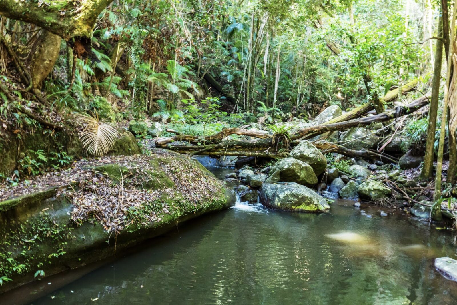 A creek winding through subtropical rainforest