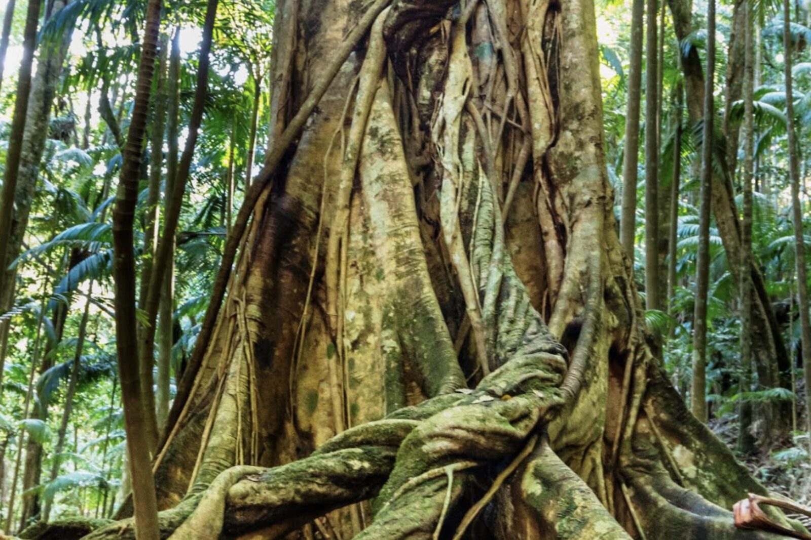 The buttress roots of a giant strangler fig