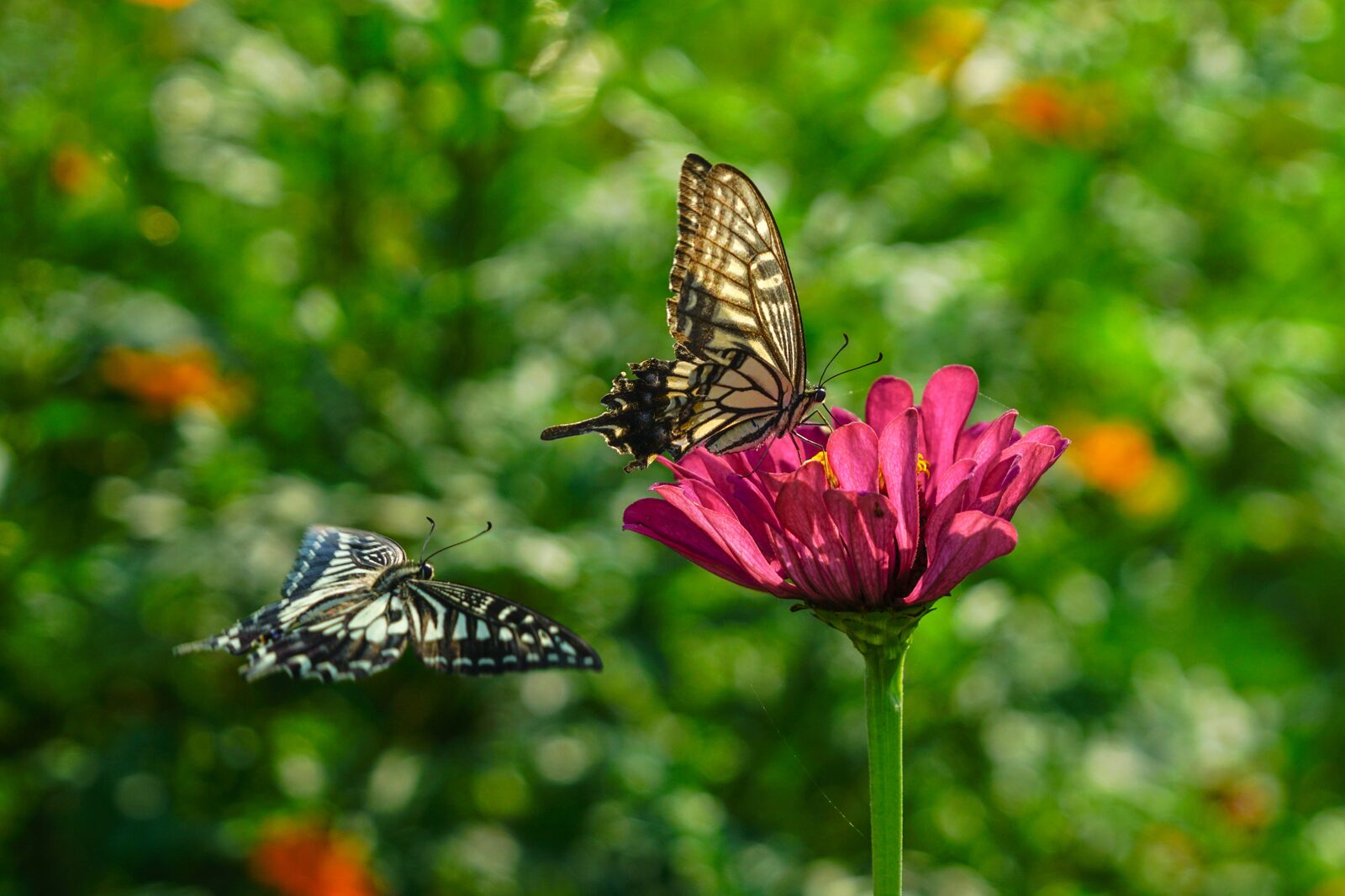 Swallowtail butterflies on a flower at Serra Luma