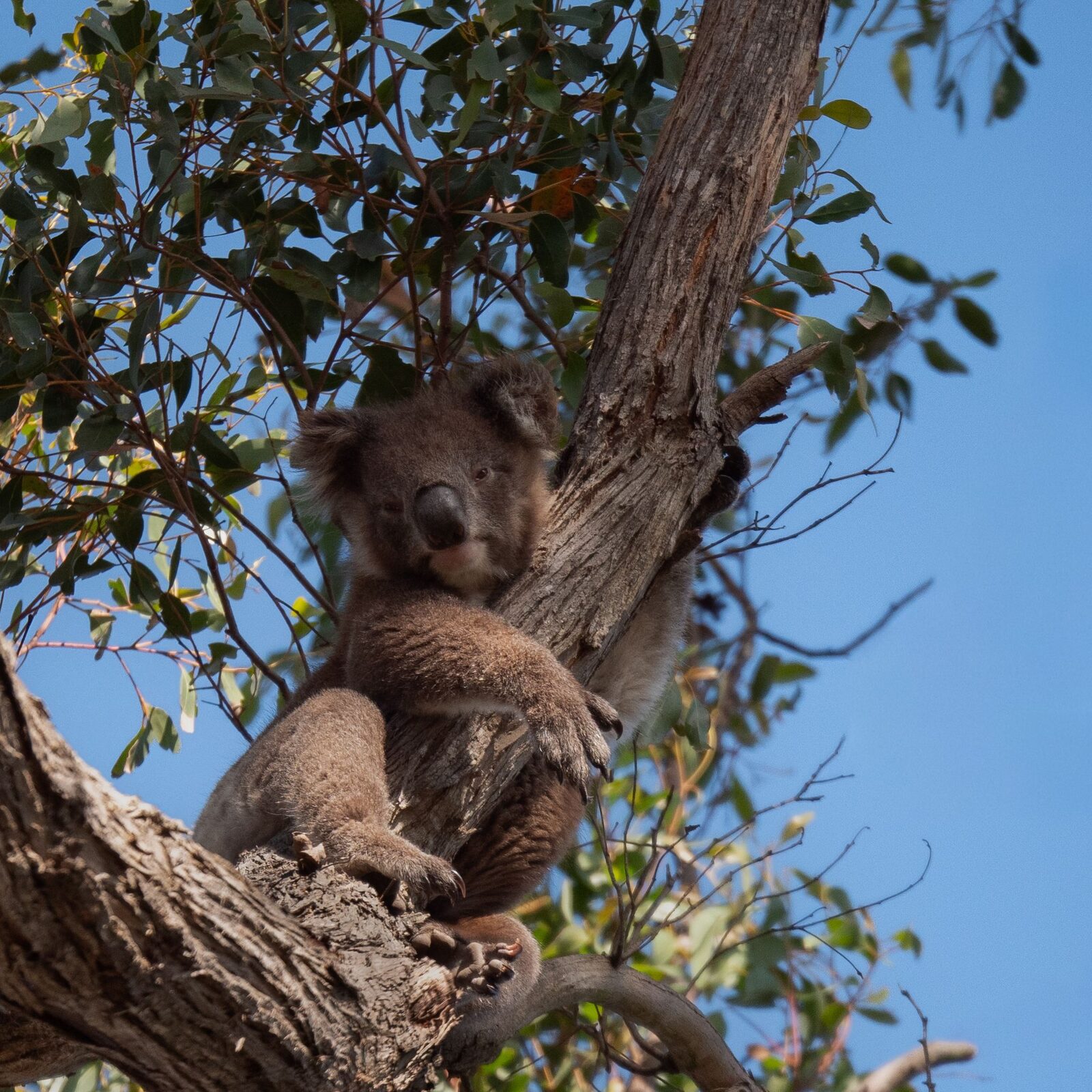 A koala resting in a eucalypt at Serra Luma