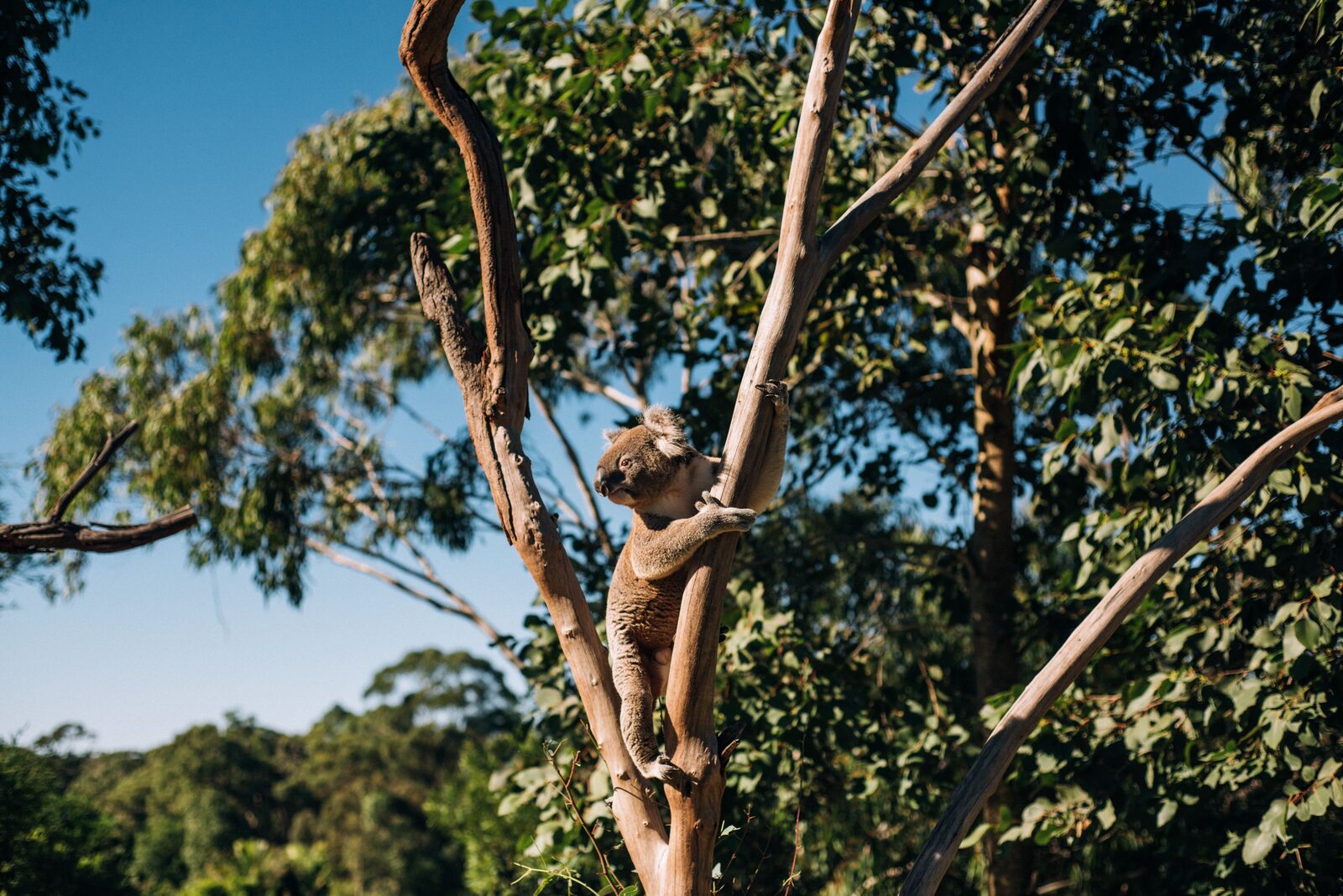 A koala in the trees at Serra Luma