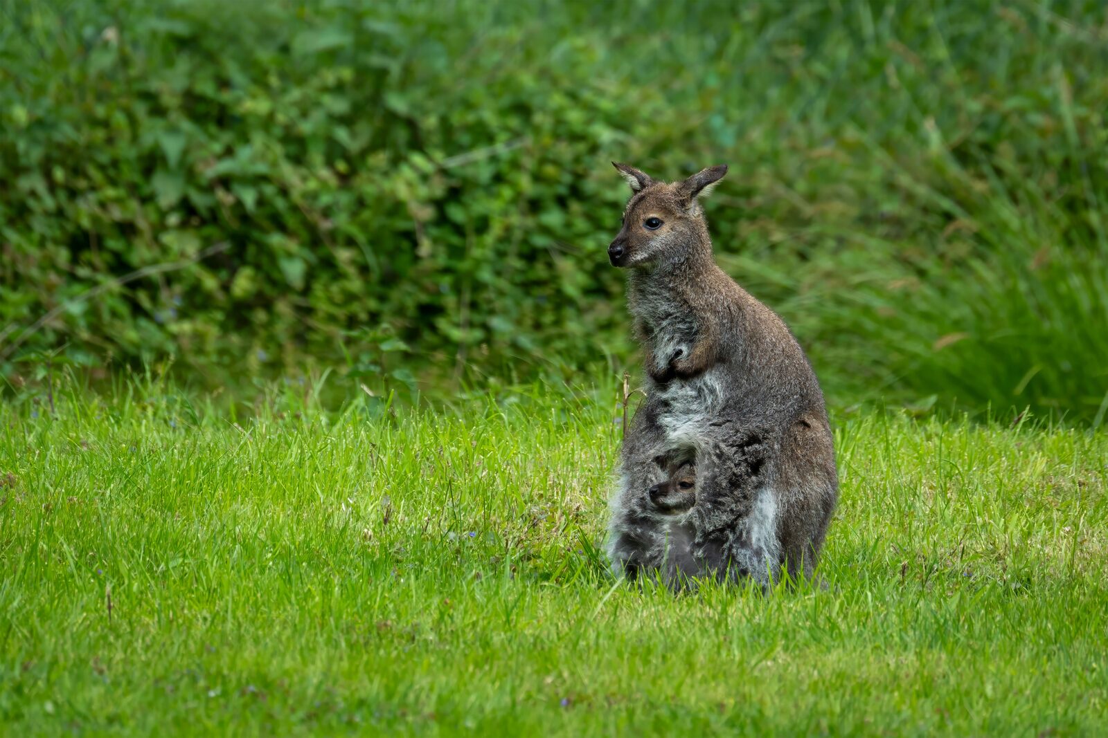 A wallaby and joey on the grounds at Serra Luma