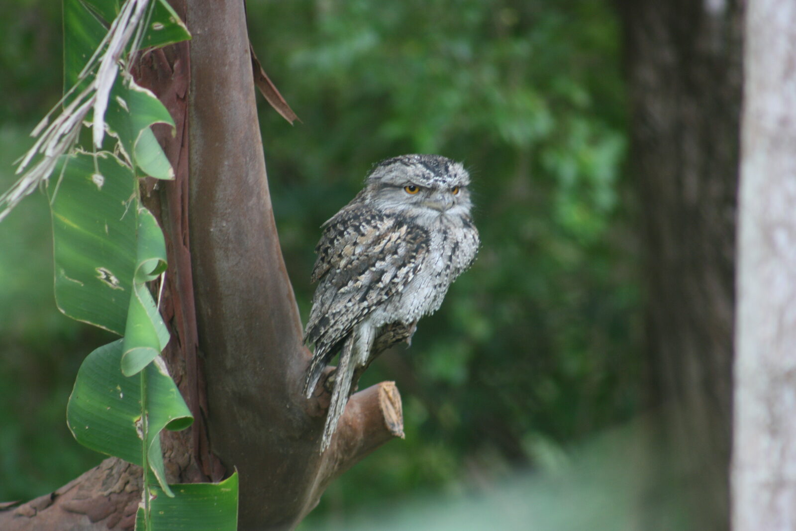 Native wildlife at Serra Luma