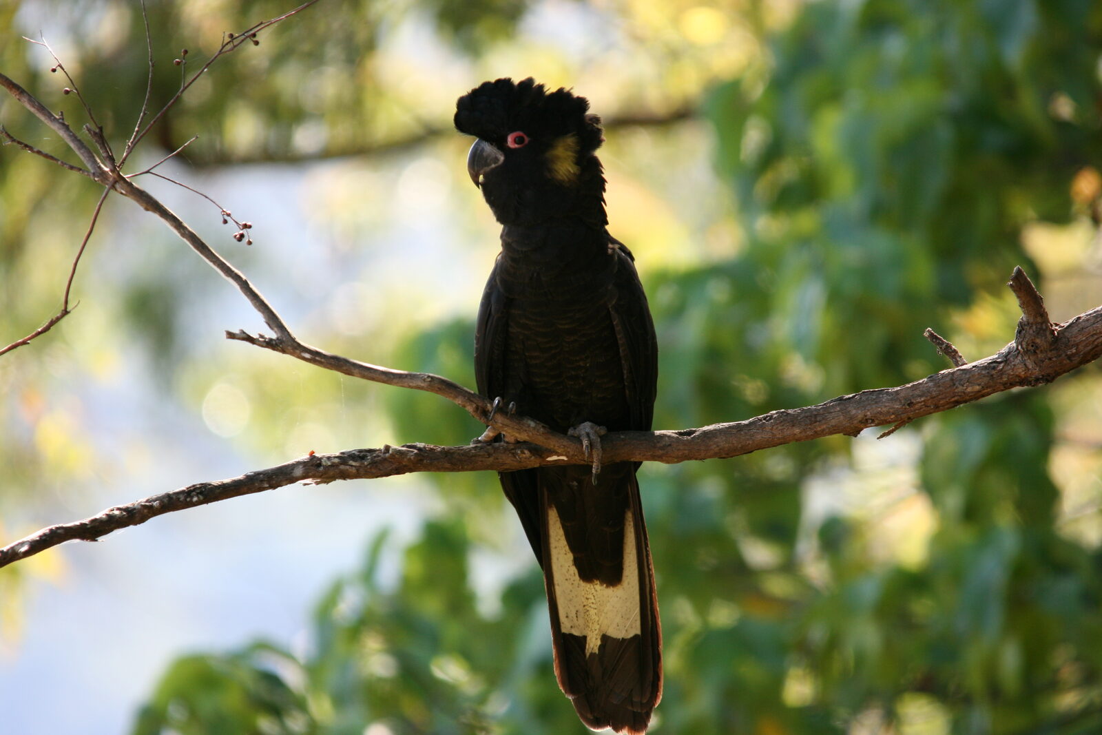 Native wildlife at Serra Luma