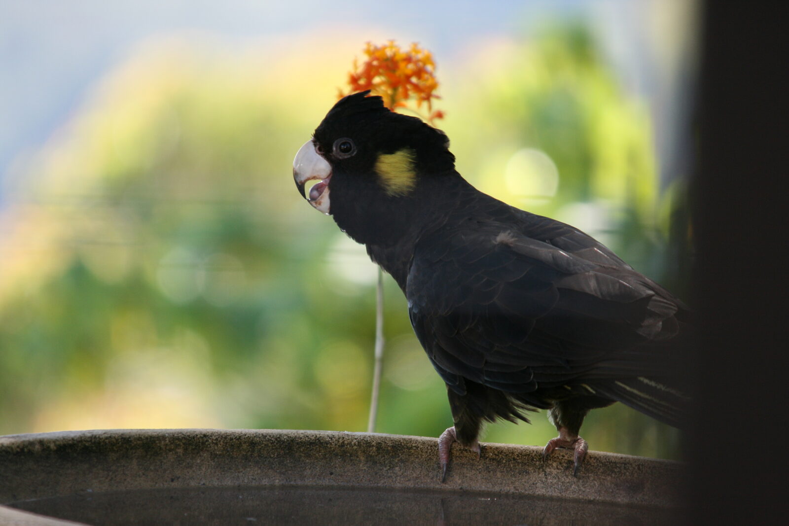 Native wildlife at Serra Luma
