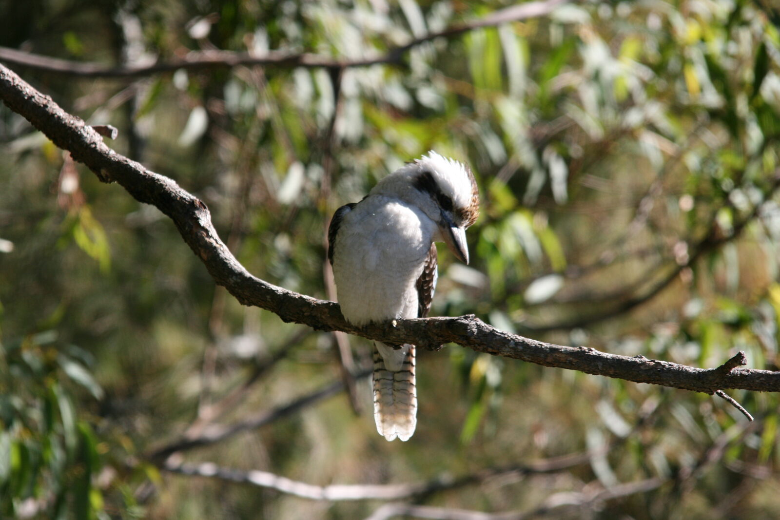 Native wildlife at Serra Luma