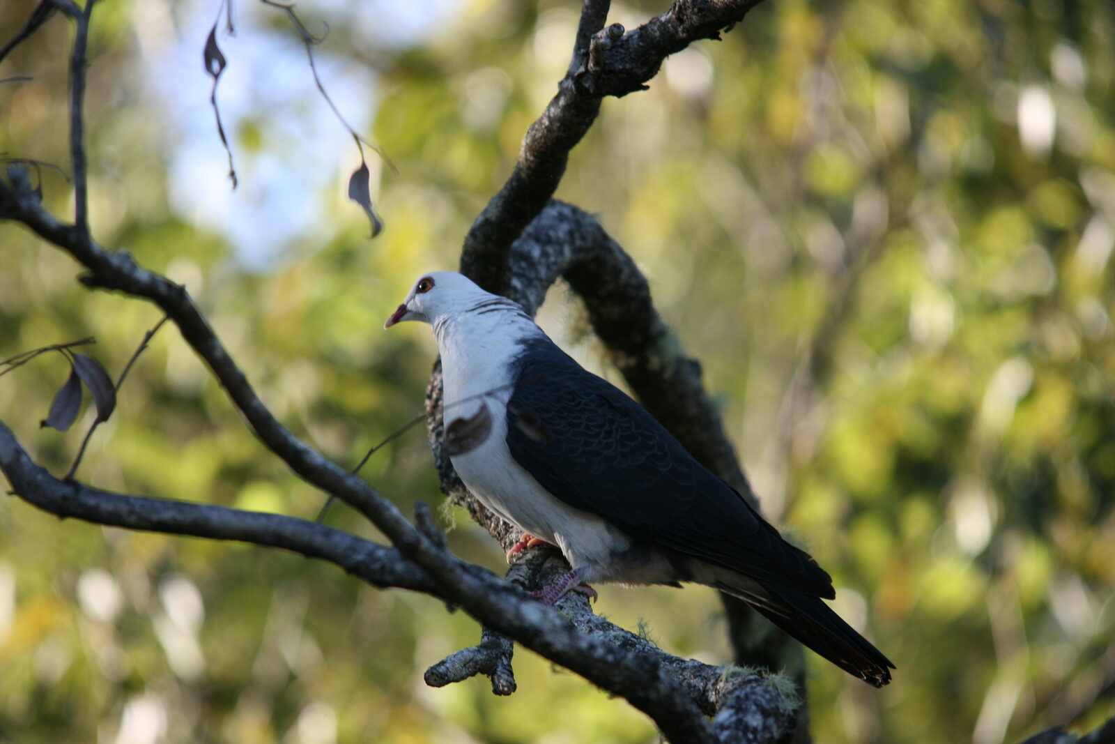 Native wildlife at Serra Luma