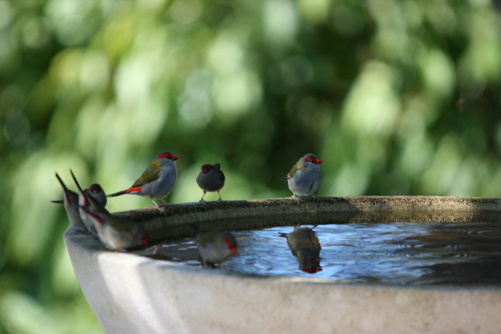 Native wildlife at Serra Luma