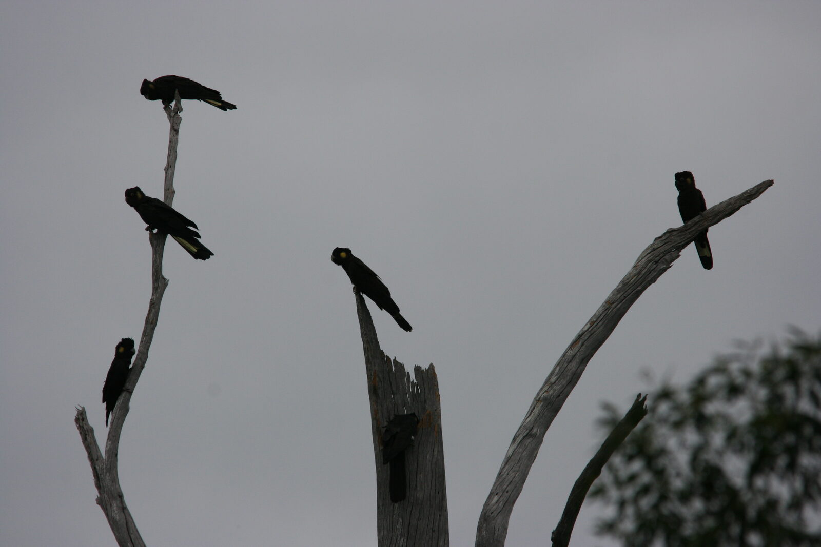 Native wildlife at Serra Luma