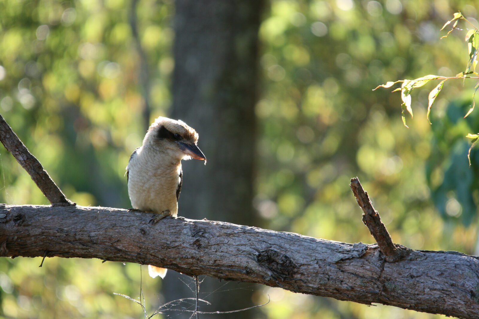 Native wildlife at Serra Luma