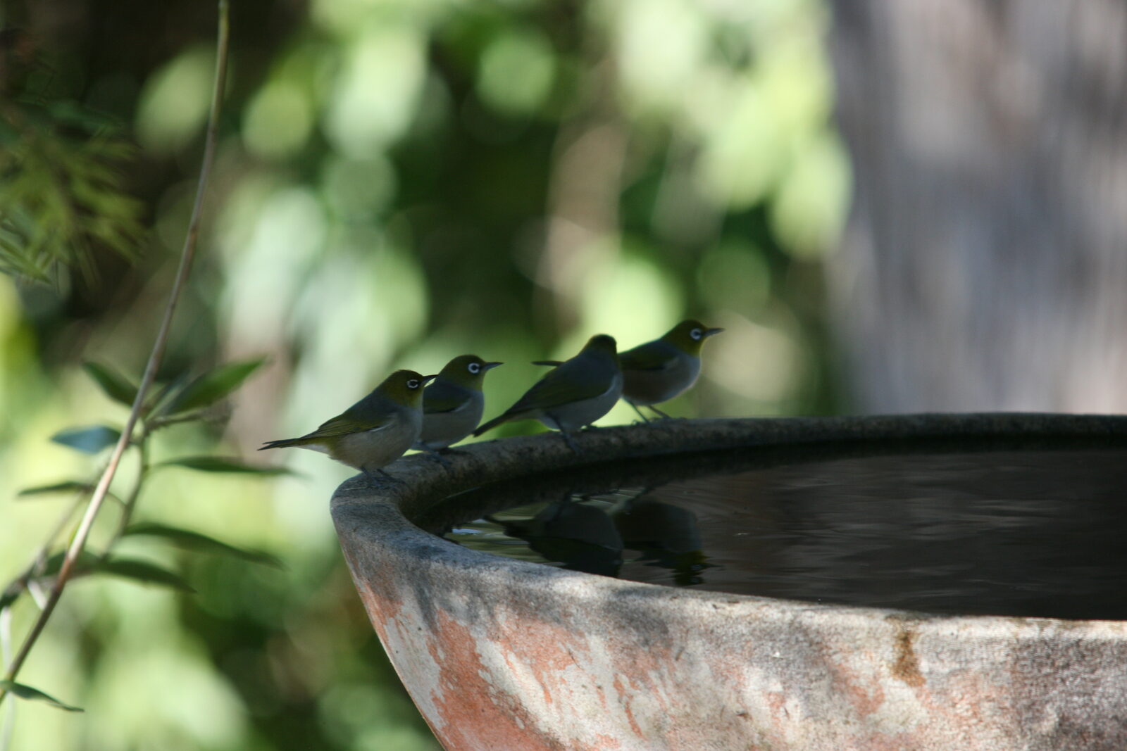 Native wildlife at Serra Luma