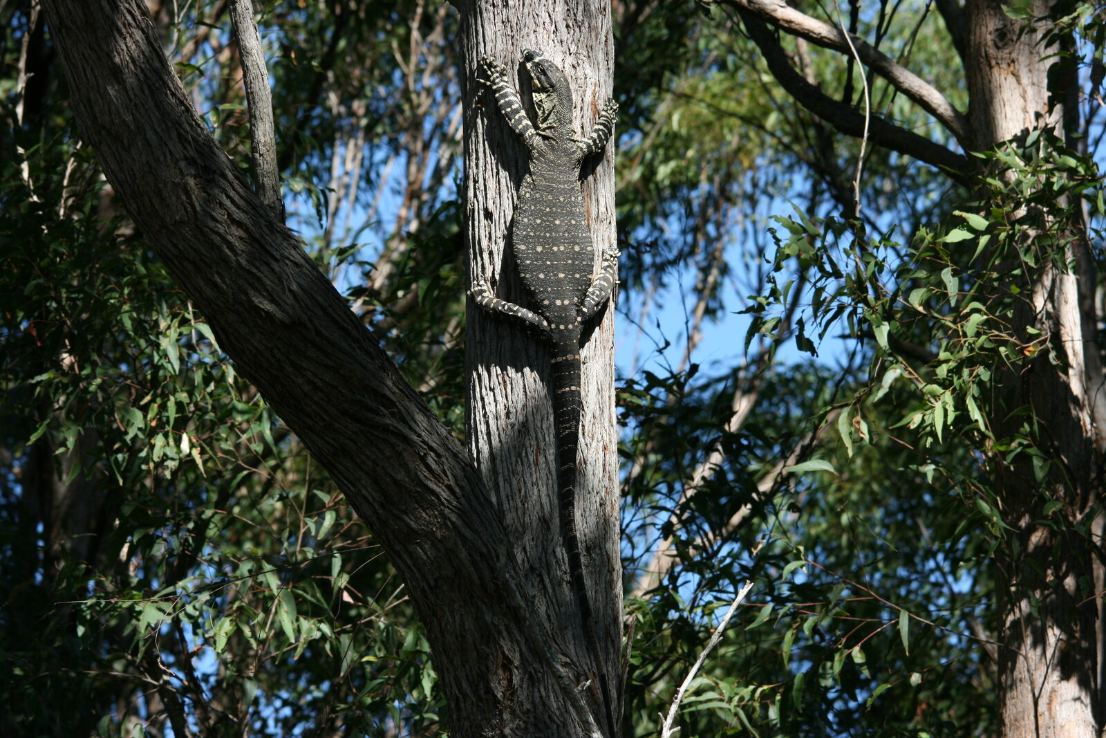 Native wildlife at Serra Luma
