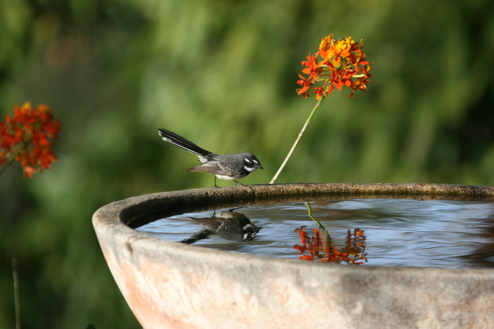 Native wildlife at Serra Luma