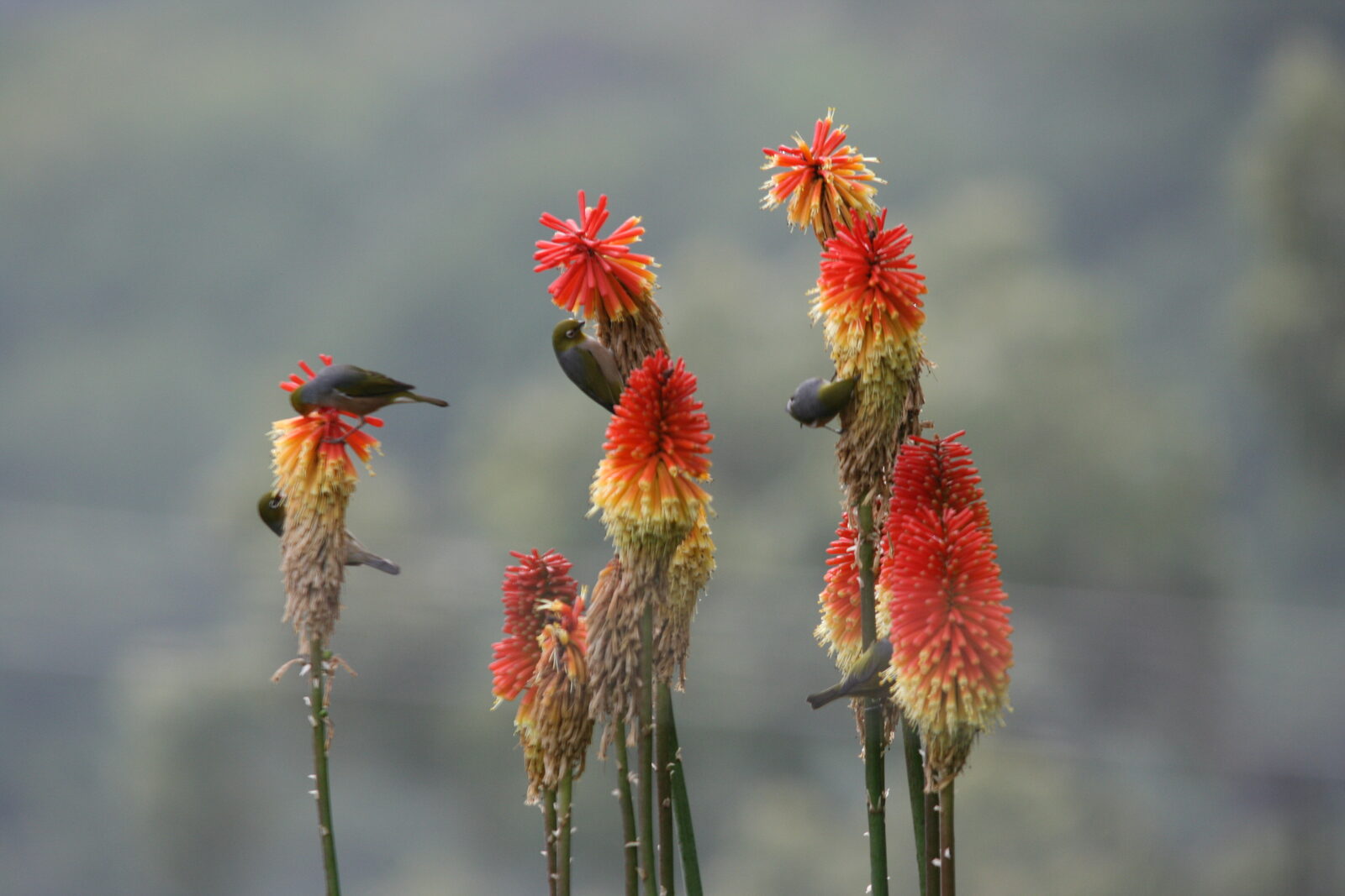 Native wildlife at Serra Luma
