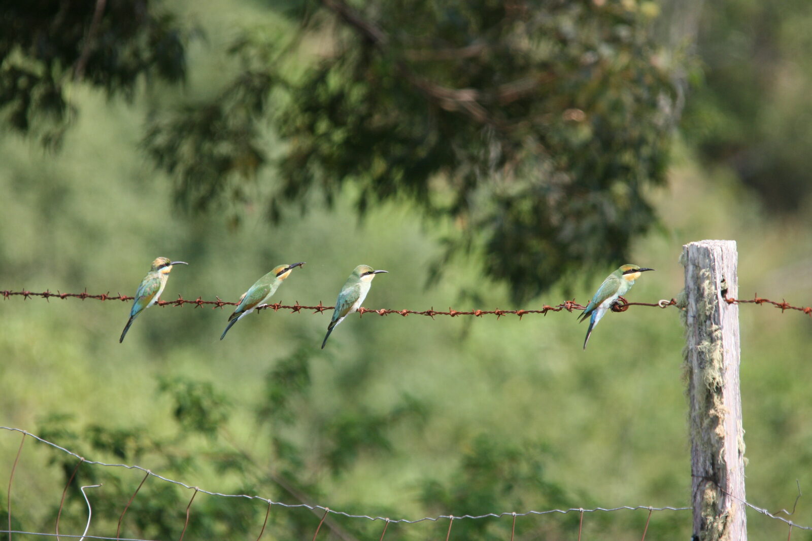 Native wildlife at Serra Luma