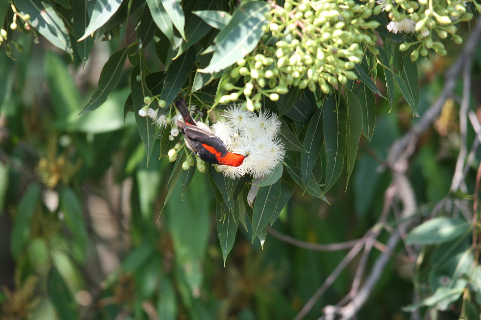 Native wildlife at Serra Luma
