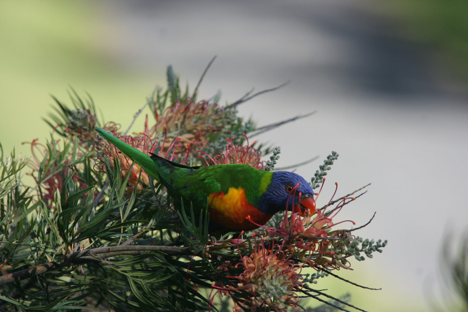 A rainbow lorikeet feeding among the grevillea