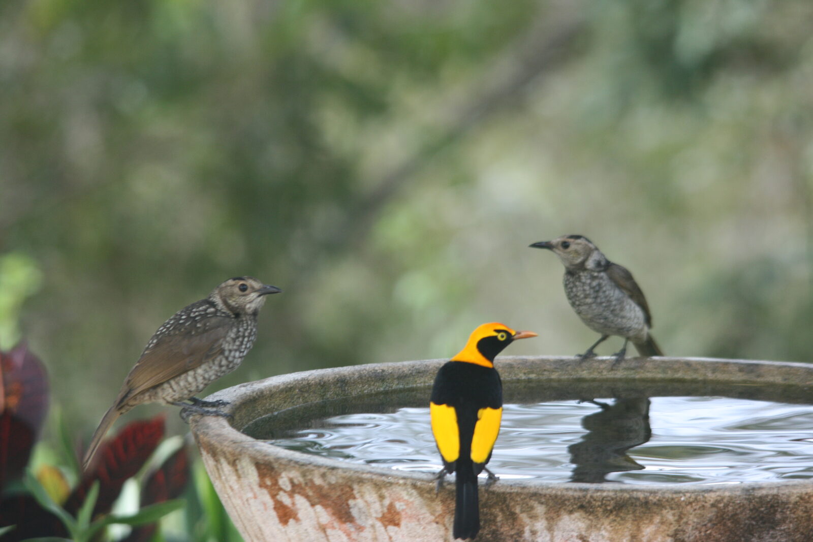 Native wildlife at Serra Luma