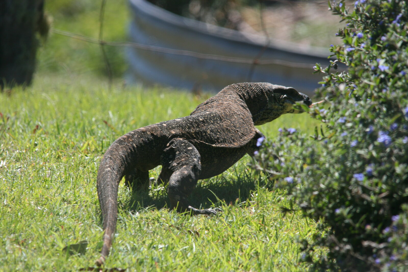 A lace monitor crossing the open grounds